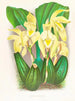 Lycaste costata - Jean Jules Linden — vy av konstverket