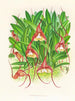 Masdevallia bella - Jean Jules Linden — vy av konstverket