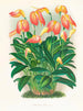 Masdevallia är passionerad - Jean Jules Linden — vy av konstverket