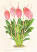 Masdevallia lindeni var grandiflora - Jean Jules Linden — vy av konstverket