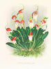 Masdevallia reichenbachiana - Jean Jules Linden — vy av konstverket