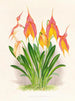 Masdevallia veitchiana - Jean Jules Linden — vy av konstverket