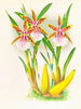 Miltonia blunti - Jean Jules Linden — vy av konstverket