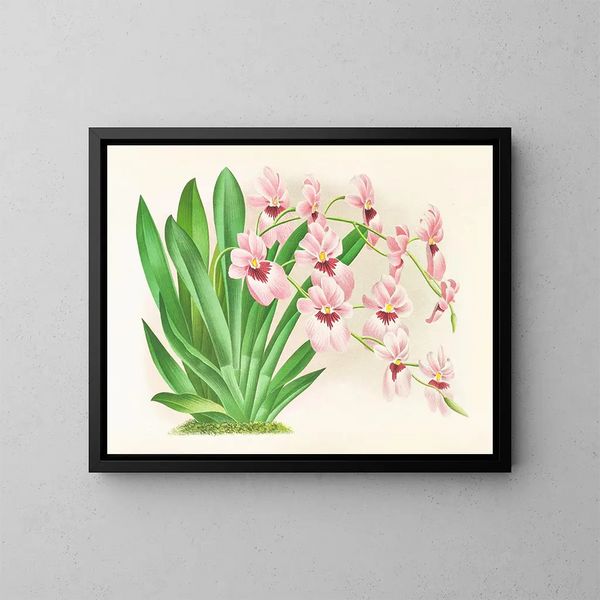 Miltonia vexillaria - Jean Jules Linden — inramlat konstverk på väggen