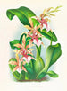 Odontoglossum hastilabium - Jean Jules Linden — vy av konstverket