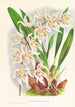 Odontoglossum Ruckerianum - Jean Jules Linden — vy av konstverket