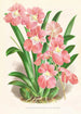 Odontoglossum Vexillarium - Jean Jules Linden — vy av konstverket