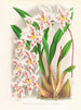 Odontoglossum alexandrae var. cutsemianum - Jean Jules Linden — vy av konstverket