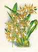 Odontoglossum boddaertianum - Jean Jules Linden — vy av konstverket