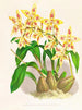 Odontoglossum coradinei var. grandiflorum - Jean Jules Linden — vy av konstverket