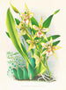 Odontoglossum duvivierianus - Jean Jules Linden — vy av konstverket