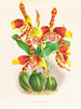 Odontoglossum grande - Jean Jules Linden — vy av konstverket