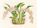 Odontoglossum lucianianum - Jean Jules Linden — vy av konstverket