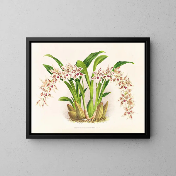 Odontoglossum lucianianum - Jean Jules Linden — inramlat konstverk på väggen