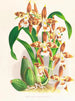 Odontoglossum luteopurpureum - Jean Jules Linden — vy av konstverket