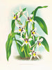 Odontoglossum maxillare - Jean Jules Linden — vy av konstverket