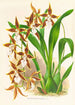 Odontoglossum nevadense - Jean Jules Linden — vy av konstverket