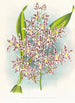 Odontoglossum odoratum var striatum - Jean Jules Linden — vy av konstverket