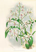 Odontoglossum ramosissimum - Jean Jules Linden — vy av konstverket