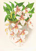 Odontoglossum rubescens - Jean Jules Linden — vy av konstverket