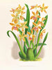 Odontoglossum schillerianus - Jean Jules Linden — vy av konstverket
