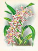 Odontoglossum schlesingerianum - Jean Jules Linden — vy av konstverket