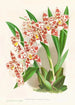 Odontoglossum wilckeanum albens - Jean Jules Linden — vy av konstverket