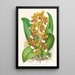 Oncidium Lannceanum - Jean Jules Linden — inramlat konstverk på väggen