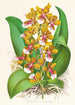 Oncidium Lannceanum - Jean Jules Linden — vy av konstverket