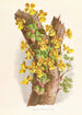 Oncidium Limminghei - Jean Jules Linden — vy av konstverket