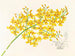 Oncidium aurosum - Jean Jules Linden — vy av konstverket