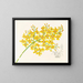 Oncidium aurosum - Jean Jules Linden — inramlat konstverk på väggen