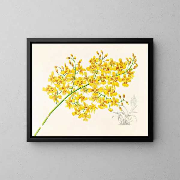 Oncidium aurosum - Jean Jules Linden — inramlat konstverk på väggen
