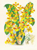 Sarcodes d'Oncidium - Jean Jules Linden — vy av konstverket