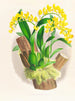 Oncidium warscewiczii - Jean Jules Linden — vy av konstverket
