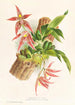 Paphinia Randi Paphinia Cristata - Jean Jules Linden — vy av konstverket