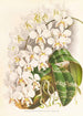 Phalaenopsis Stuartiana - Jean Jules Linden — vy av konstverket