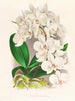 vacker Phalaenopsis - Jean Jules Linden — vy av konstverket
