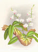 Phalaenopsis esmeralda var candidula - Jean Jules Linden — vy av konstverket
