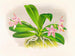 Phalaenopsis luddemanniana - Jean Jules Linden — vy av konstverket