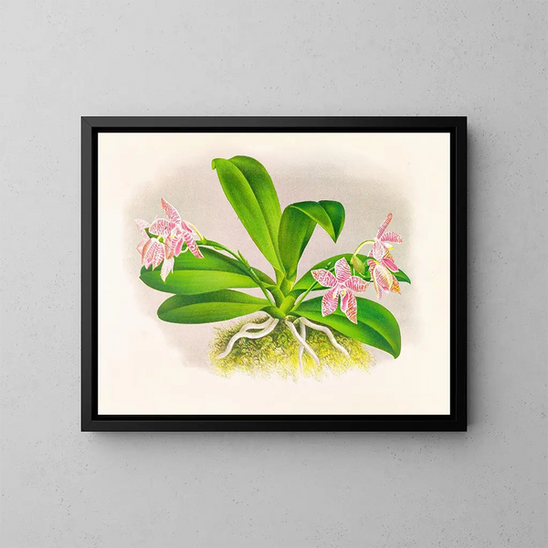 Phalaenopsis luddemanniana - Jean Jules Linden — inramlat konstverk på väggen