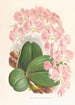 Phalaenopsis sanderiana - Jean Jules Linden — vy av konstverket