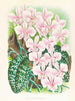 Phalaenopsis schilleriana - Jean Jules Linden — vy av konstverket