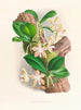 Phalaenopsis sumatrana - Jean Jules Linden — vy av konstverket