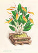Restrepia antennifera - Jean Jules Linden — vy av konstverket