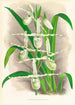 Selenipedium Reticulatum - Jean Jules Linden — vy av konstverket