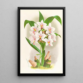 Jean Jules Linden - Spathoglottis Augustorum.webp