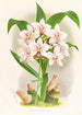 Spathoglottis Augustorum - Jean Jules Linden — vy av konstverket