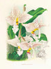 Stanhopea oculata - Jean Jules Linden — vy av konstverket