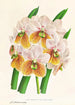 Vanda Sanderiana var Labello Viridi - Jean Jules Linden — vy av konstverket